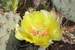 Previous Image: Flowering cactus
