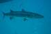 Previous Image: Barracuda hanging out under our boat