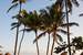 Next Image: Palm trees on the resort beach