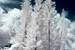 Next Image: Four Tropical Pines Infrared