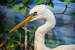 Next Image: Great White Egret