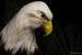 Previous Image: Bald Eagle