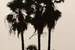 Next Image: Palm tree silhouette, Sombrero Beach, Marathon Key