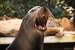 Next Image: California Sea Lion