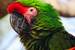 Previous Image: Military Macaw Parrot