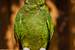 Next Image: Orange-winged Amazon Parrot