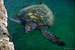 Next Image: Leatherback Sea Turtle
