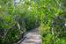 Previous Image: Mangrove boardwalk in John Pennekamp State Park
