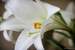 Previous Image: White Lily