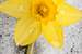 Next Image: Daffodil in Spring Snow