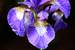 Next Image: Sinlge purple Iris