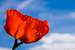 Next Image: Bright red poppy against blue sky