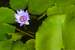 Next Image: Lotus Flower and Lily Pad
