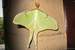 Next Image: Luna Moth
