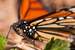 Next Image: Monarch Butterfly