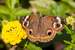 Next Image: Common Buckeye Butterfly