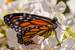 Next Image: Monarch Butterfly