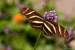 Next Image: Zebra Longwing Butterfly
