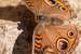 Previous Image: Common Buckeye Butterfly