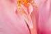 Previous Image: Pink Hibiscus Macro