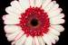 Next Image: White and Red Gerbera Daisy