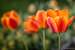 Next Image: Spring Tulips