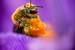 Next Image: Honeybee Pollinating Crocus Flower