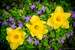 Previous Image: Three Daffodils in Blooming Periwinkle