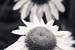 Next Image: White Echinacea Flower or Coneflower