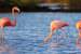 Next Image: The Three Flamingos