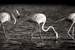 Next Image: Flamingos Black and White Panoramic