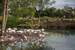 Next Image: Flamingo Pond