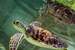 Previous Image: Baby Sea Turtle