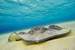 Previous Image: Stingrays Under Water