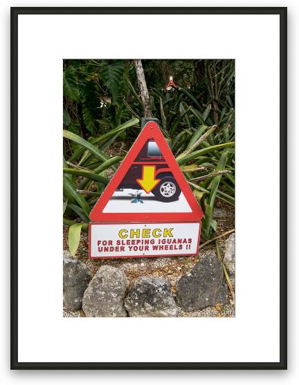 Check for sleeping iguanas under your wheels Framed Fine Art Print