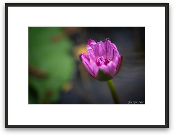 Purple Lotus Flower Framed Fine Art Print