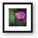 Purple Lotus Flower Framed Print