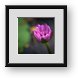 Buy Framed Print