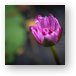 Purple Lotus Flower Metal Print