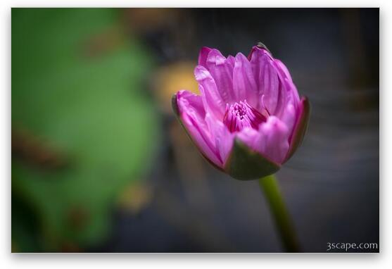 Purple Lotus Flower Fine Art Print
