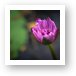 Purple Lotus Flower Art Print