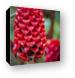Indonesian Wax Ginger Canvas Print