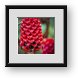 Buy Framed Print