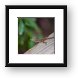 Little lizard Framed Print