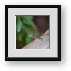 Buy Framed Print