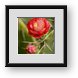 Buy Framed Print