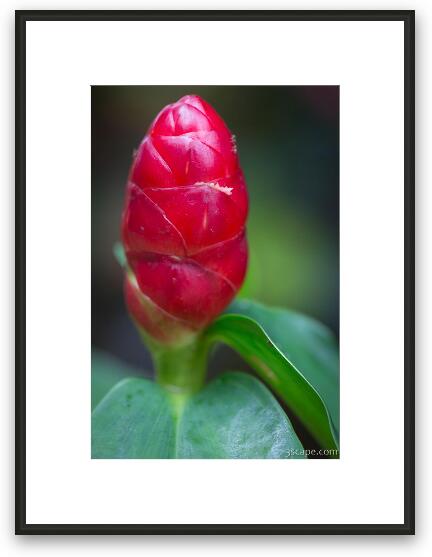 Red tropical plant Framed Fine Art Print