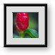 Buy Framed Print