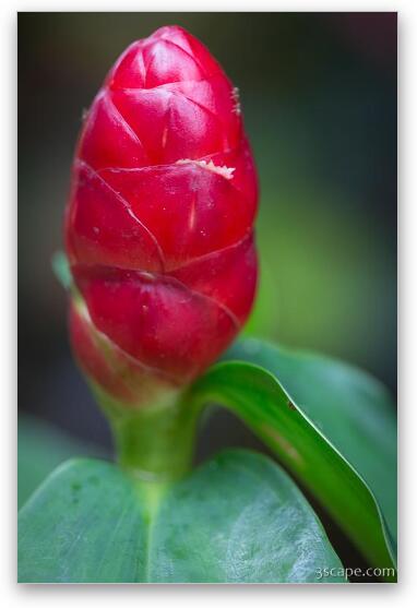 Red tropical plant Fine Art Metal Print