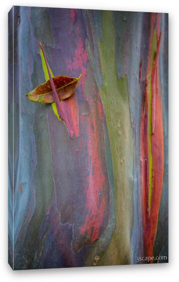 Colorful Rainbow Gum (Eucalyptus) Bark Fine Art Canvas Print